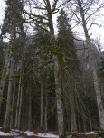 008_mooswald.jpg