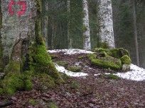 009_mooswald.jpg
