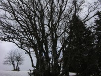 016_wintergestruepp.jpg