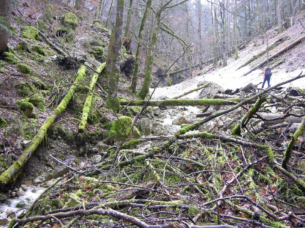 003_urwald.jpg