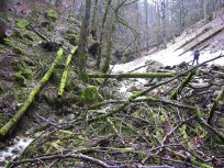 003_urwald.jpg