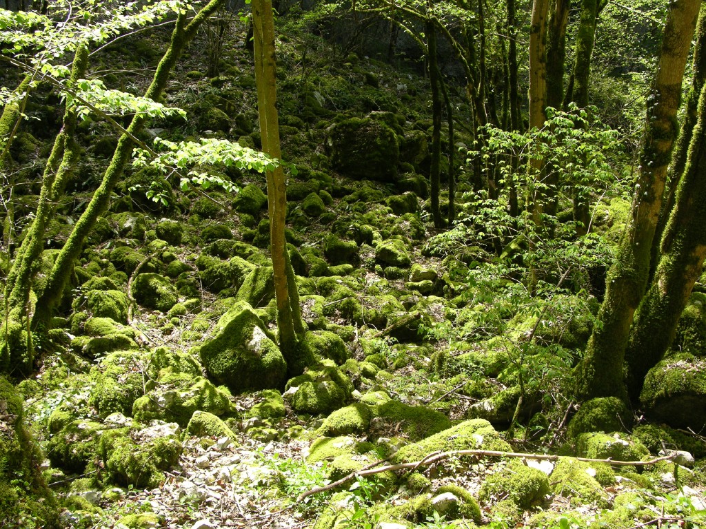 017_mooswald.jpg