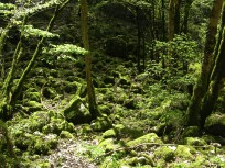 017_mooswald.jpg