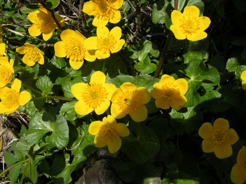 dscn2492.jpg