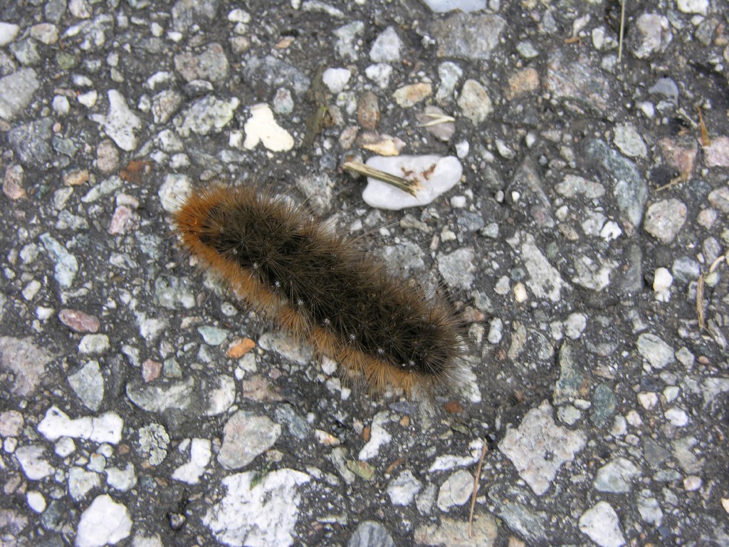 dscn2506.jpg