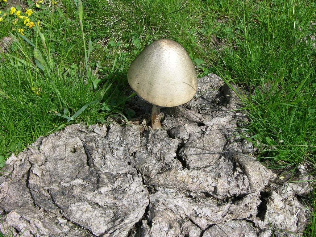 dscn2508.jpg