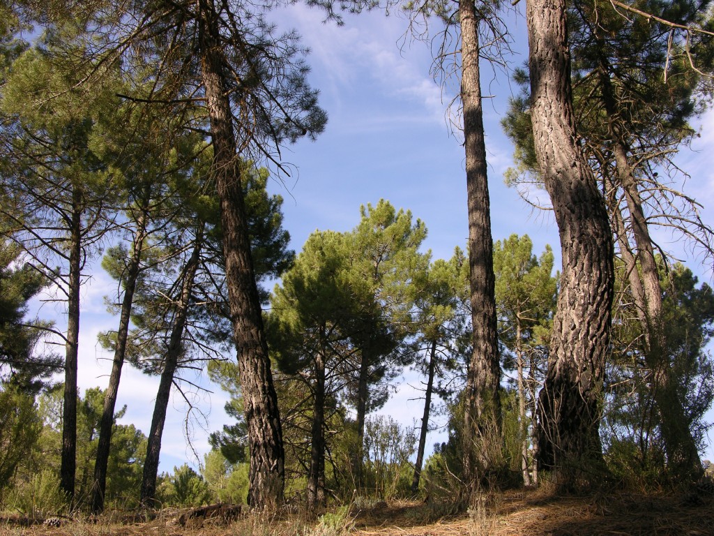 dscn0880.jpg