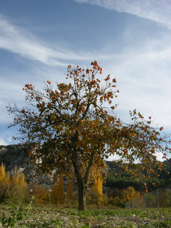dscn0901.jpg
