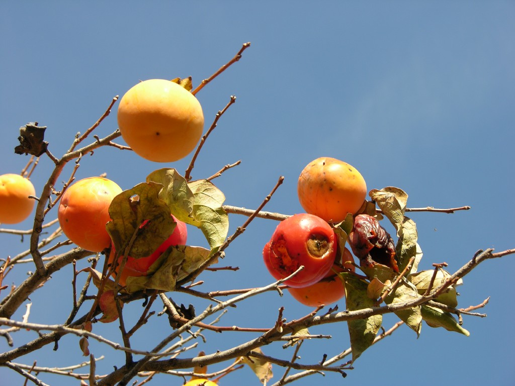 dscn0903.jpg