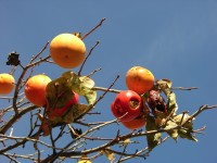 dscn0903.jpg