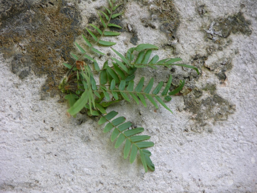 dscn4286.jpg