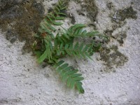 dscn4286.jpg