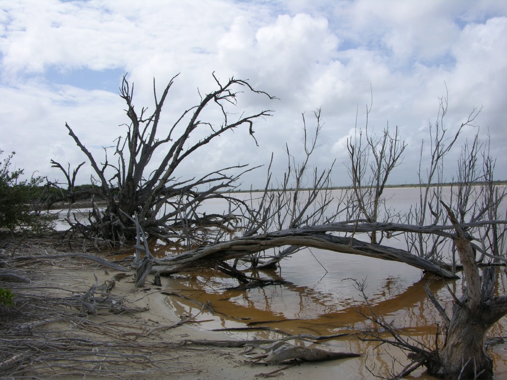 dscn4315.jpg