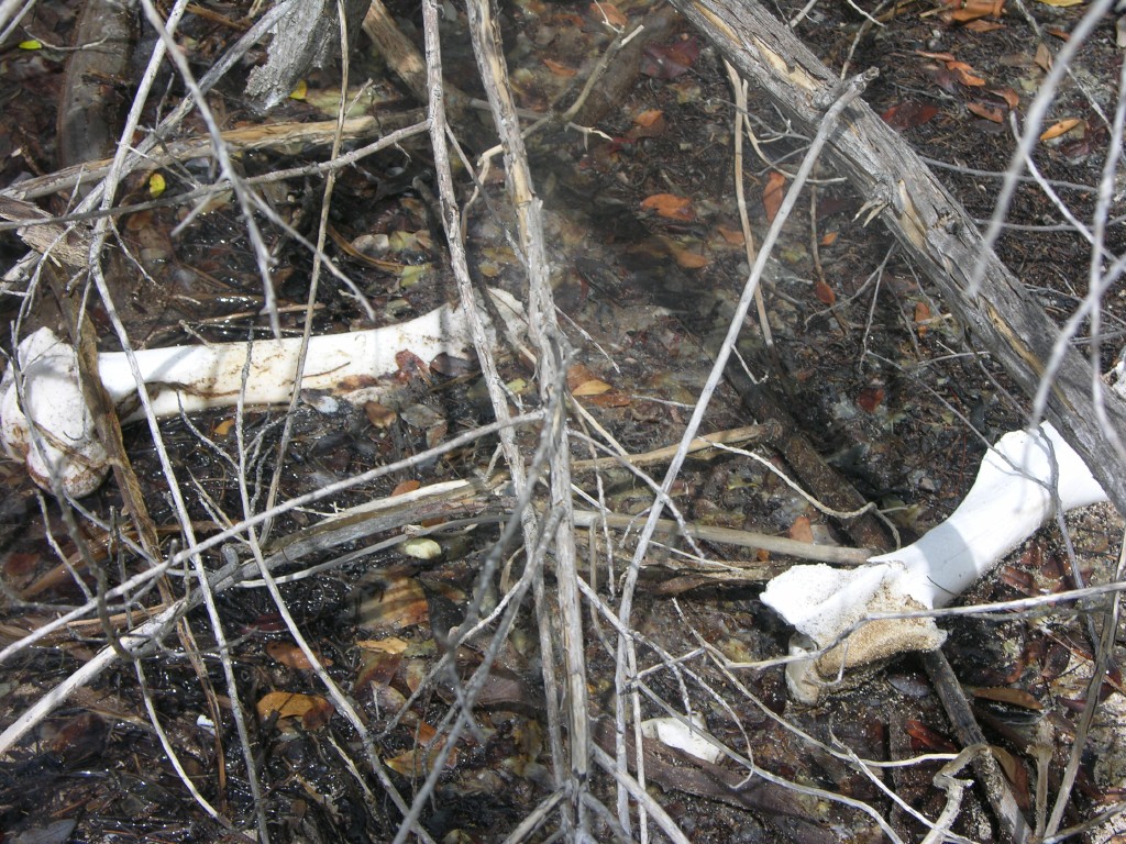 dscn4316.jpg