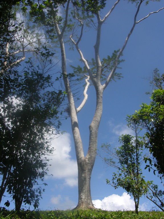 dscn4333.jpg