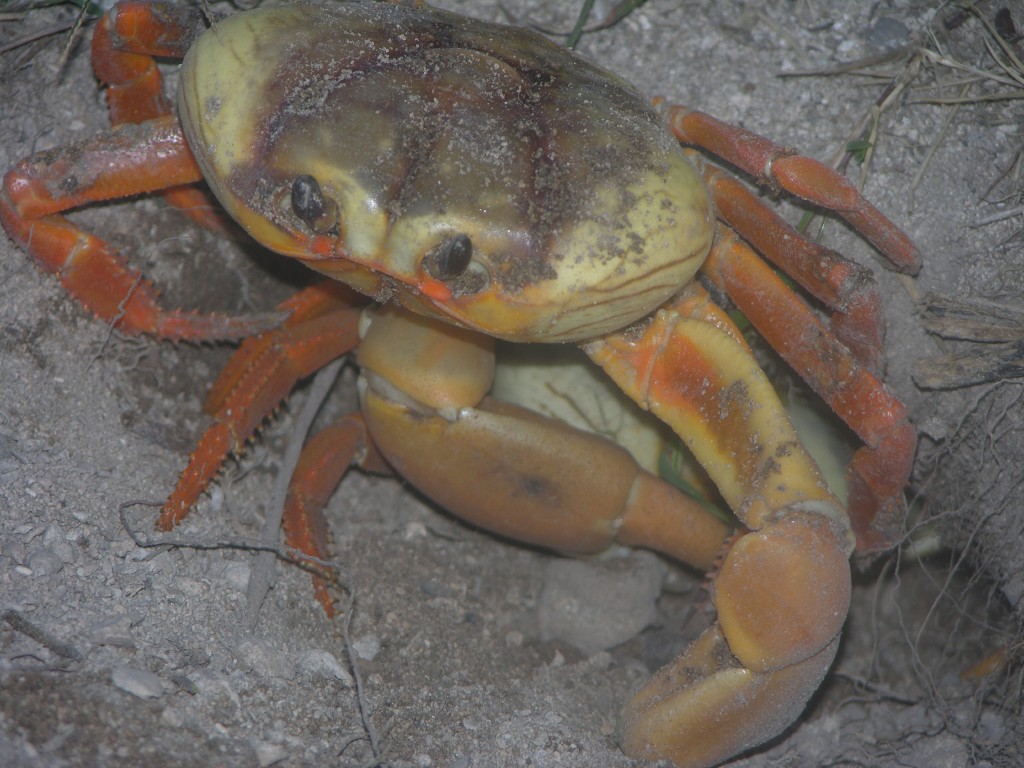 dscn4354.jpg