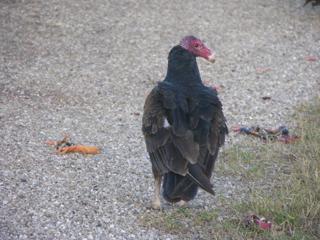 dscn4370.jpg
