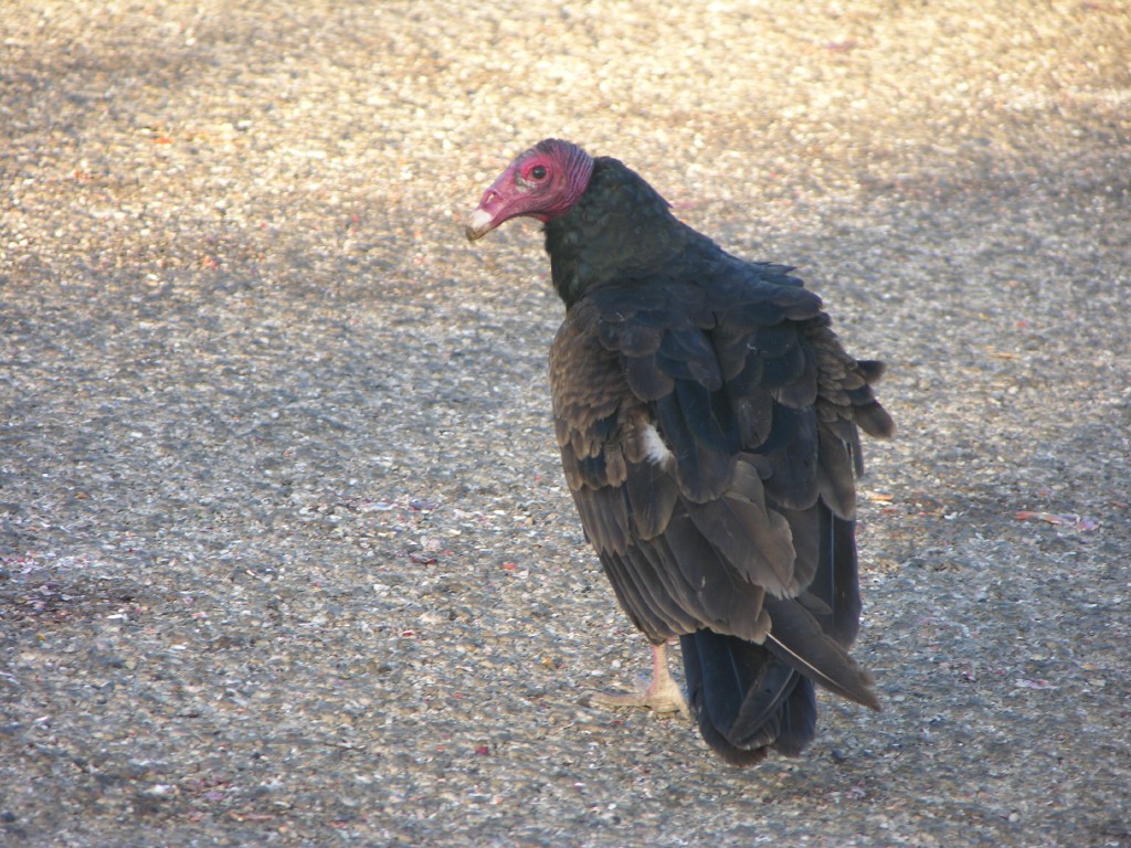 dscn4373.jpg