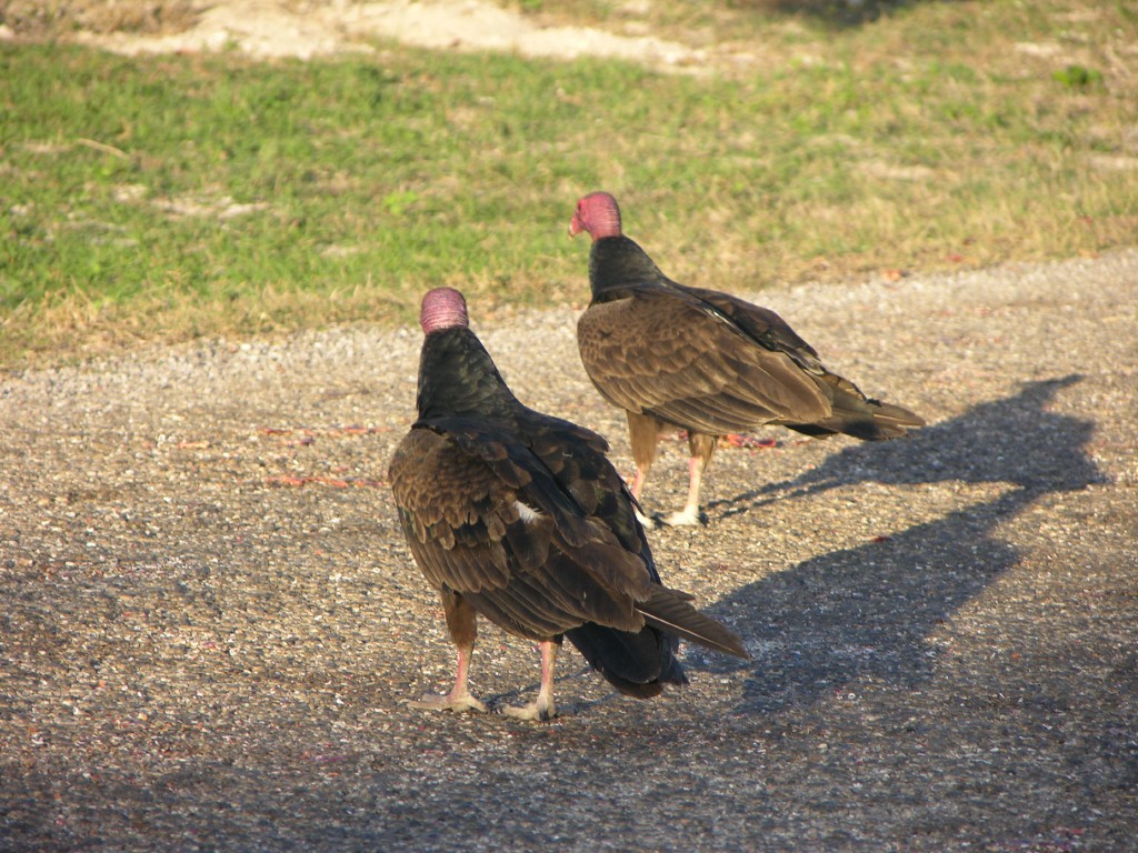 dscn4374.jpg