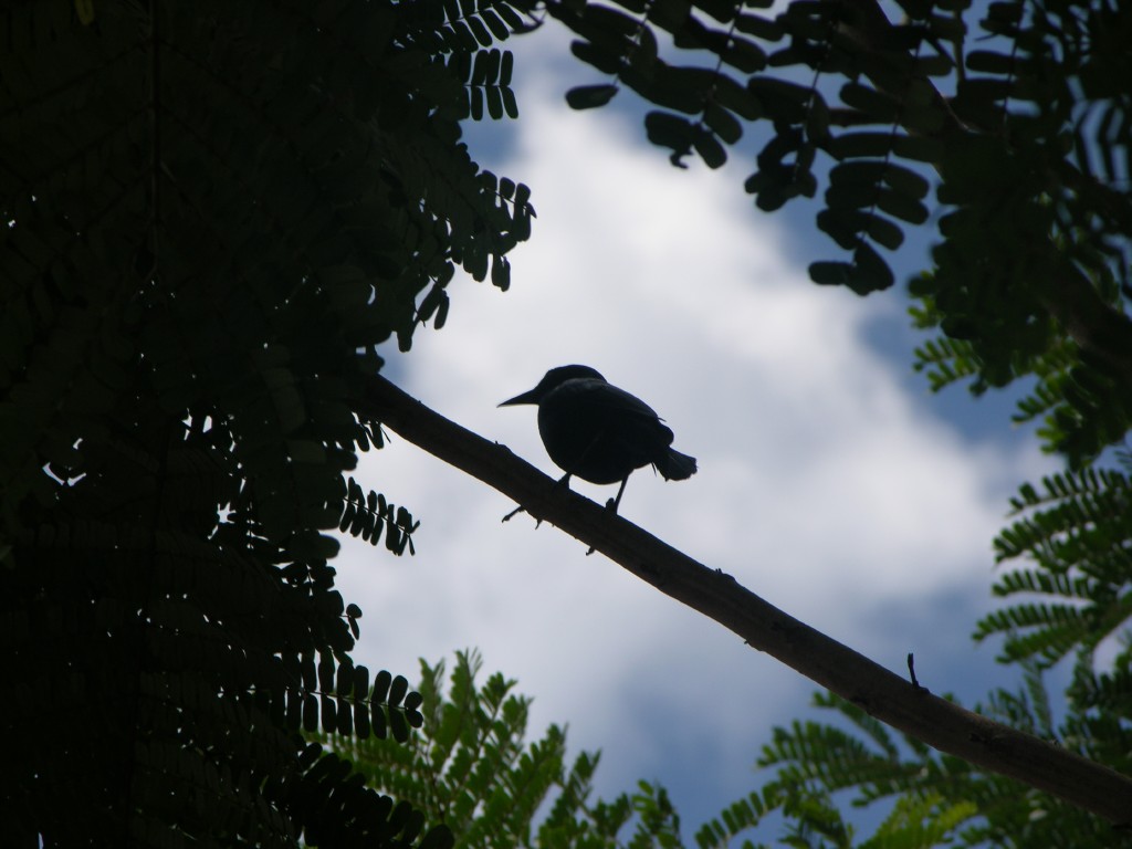 dscn4378.jpg