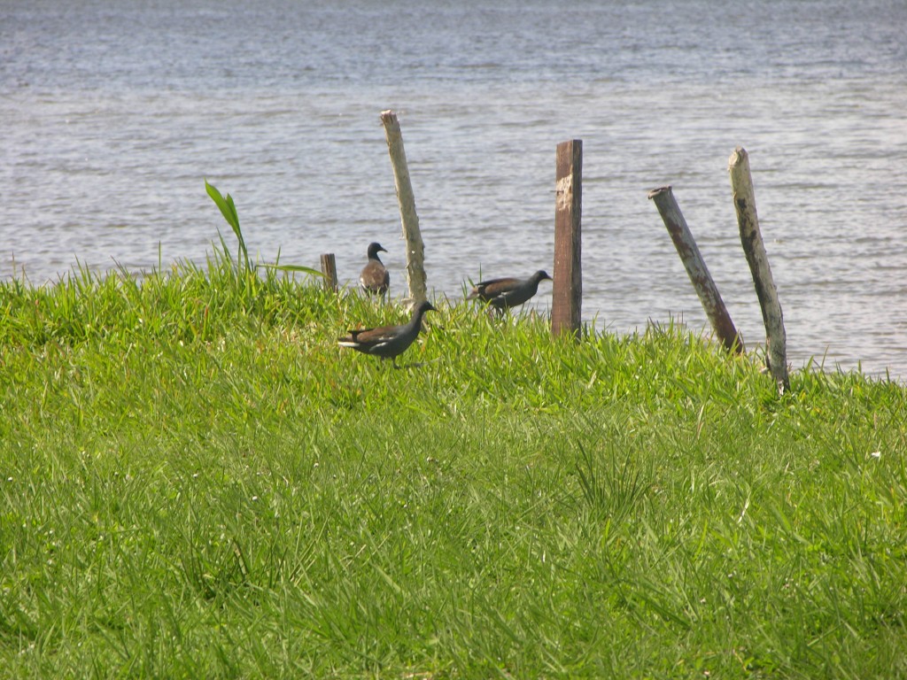 dscn4382.jpg