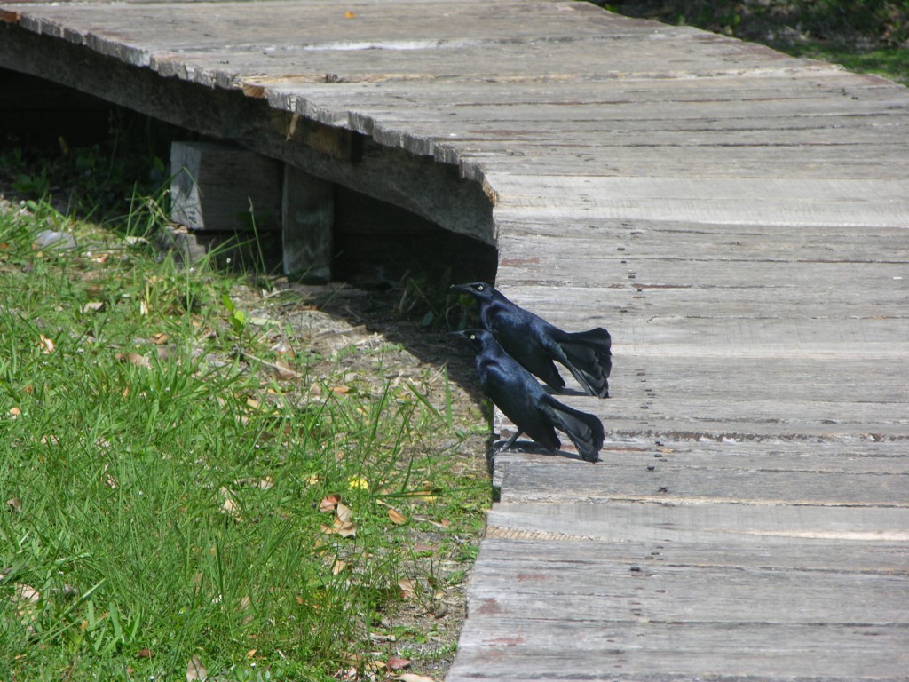 dscn4386.jpg