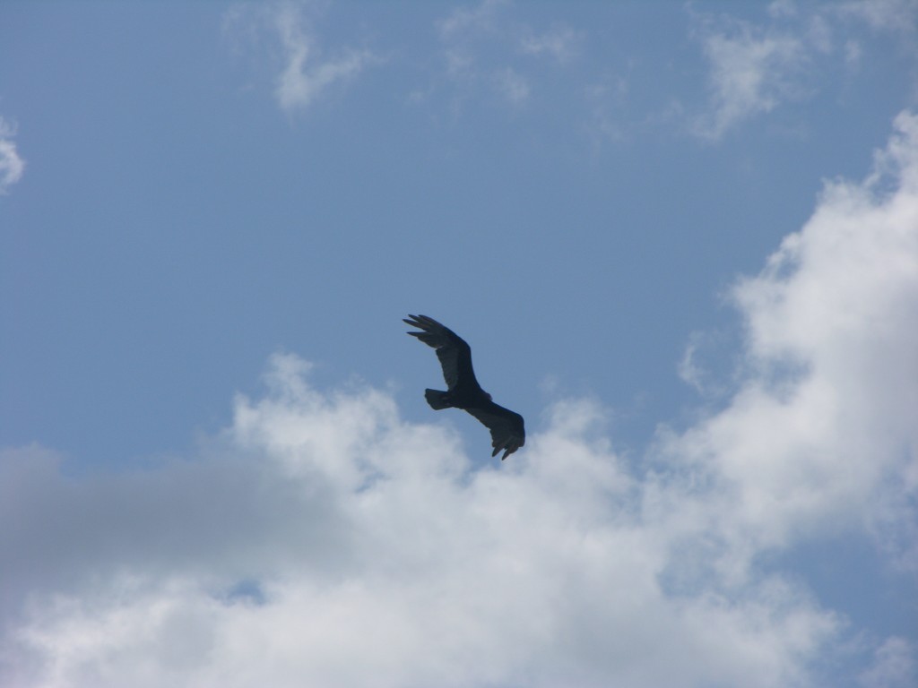 dscn4390.jpg