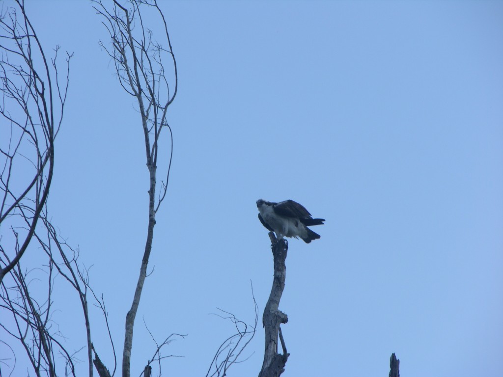 dscn4396.jpg