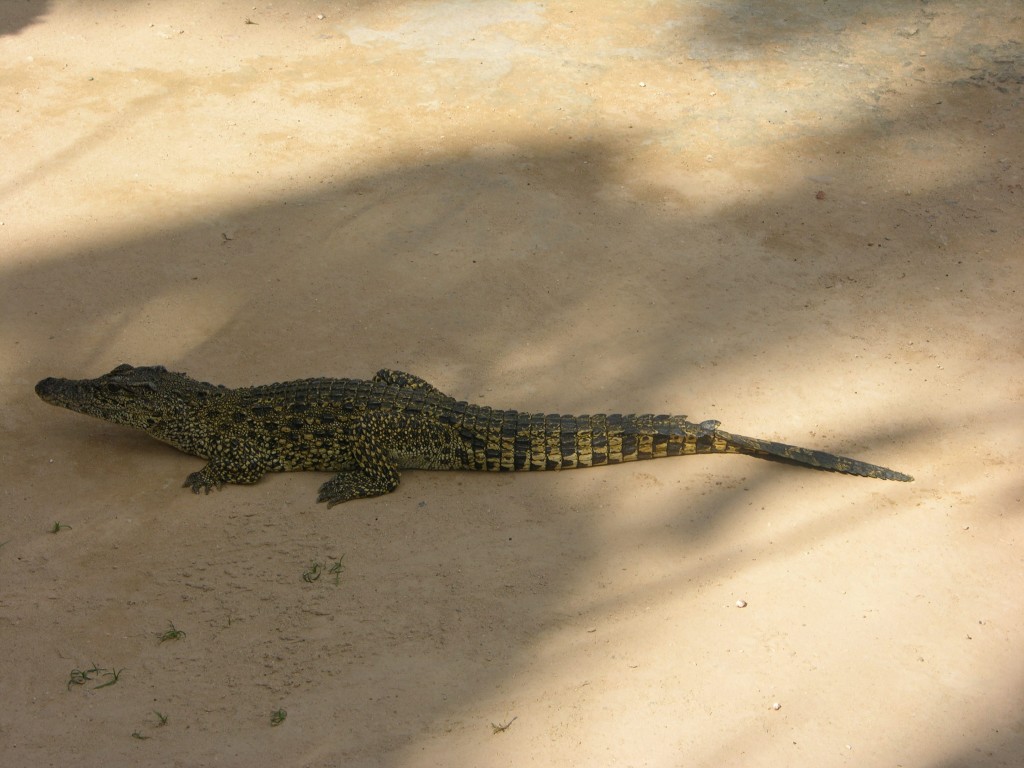 dscn4404.jpg