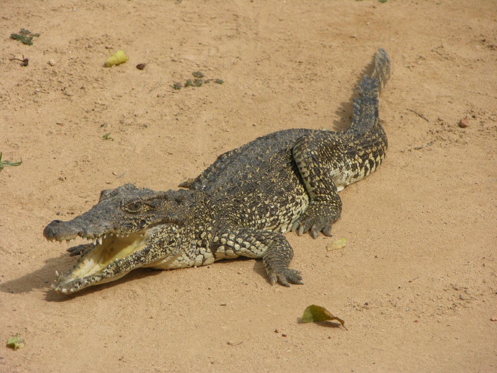 dscn4408.jpg