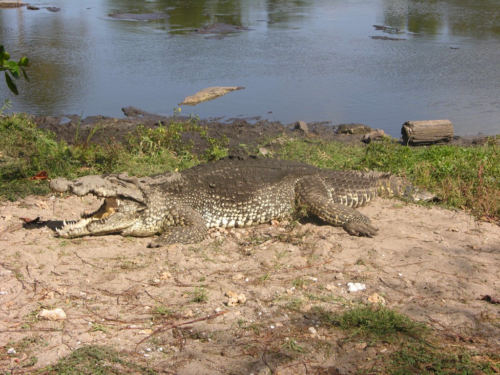 dscn4419.jpg
