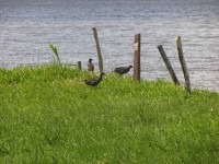 dscn4382.jpg