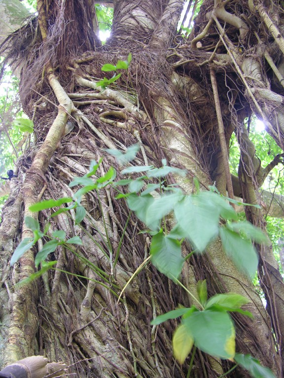 dscn4437.jpg