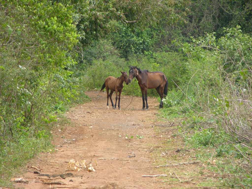 dscn4510.jpg