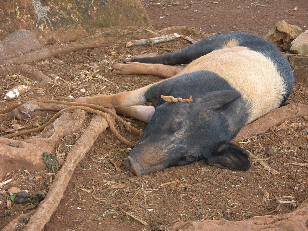 dscn4512.jpg