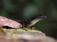 dscn4433.jpg