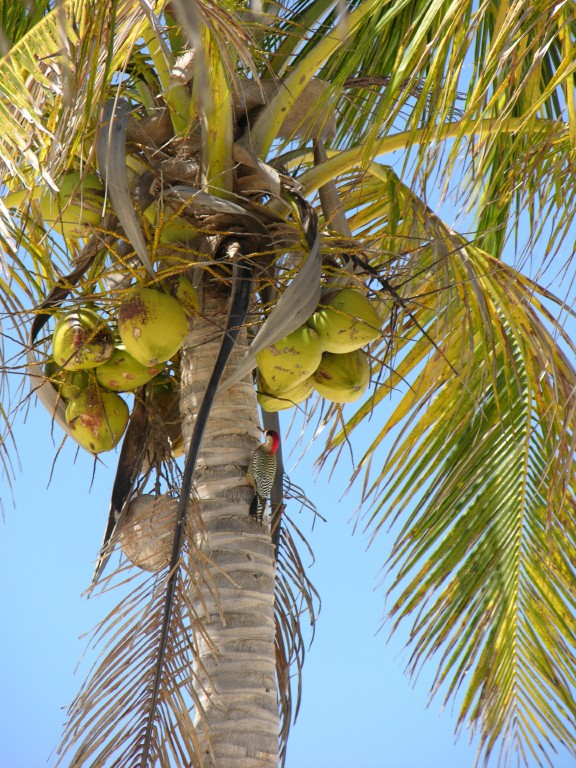 dscn4566.jpg