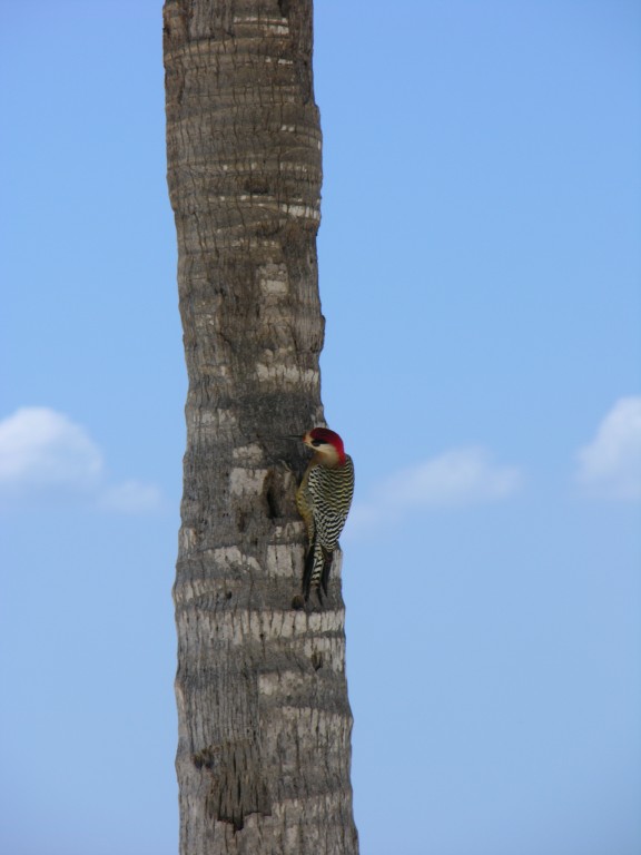 dscn4571.jpg