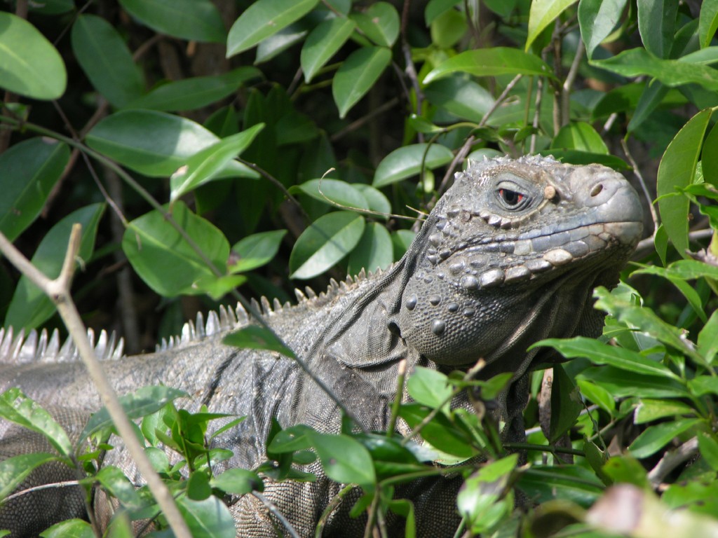 dscn4592.jpg