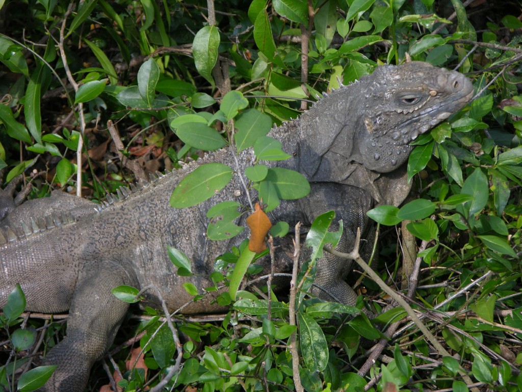 dscn4594.jpg