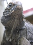 dscn4613.jpg