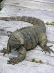 dscn4615.jpg