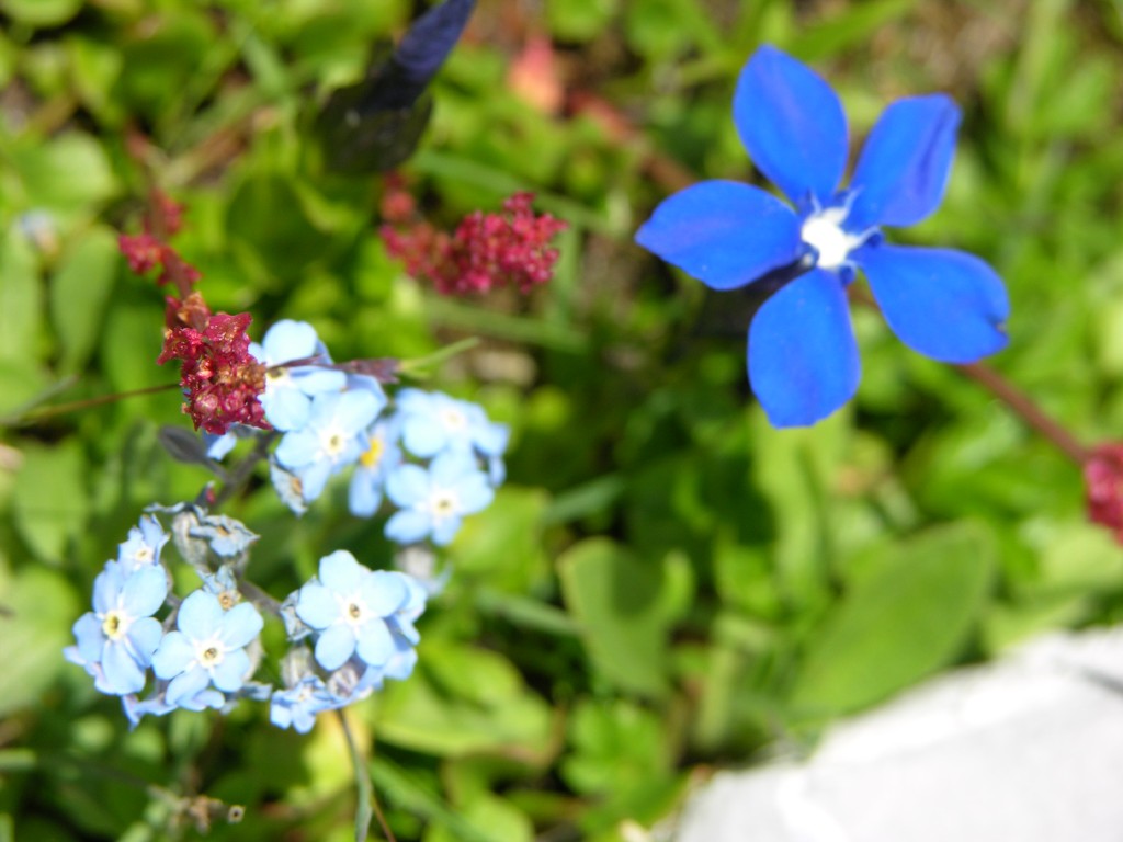 dscn0446.jpg