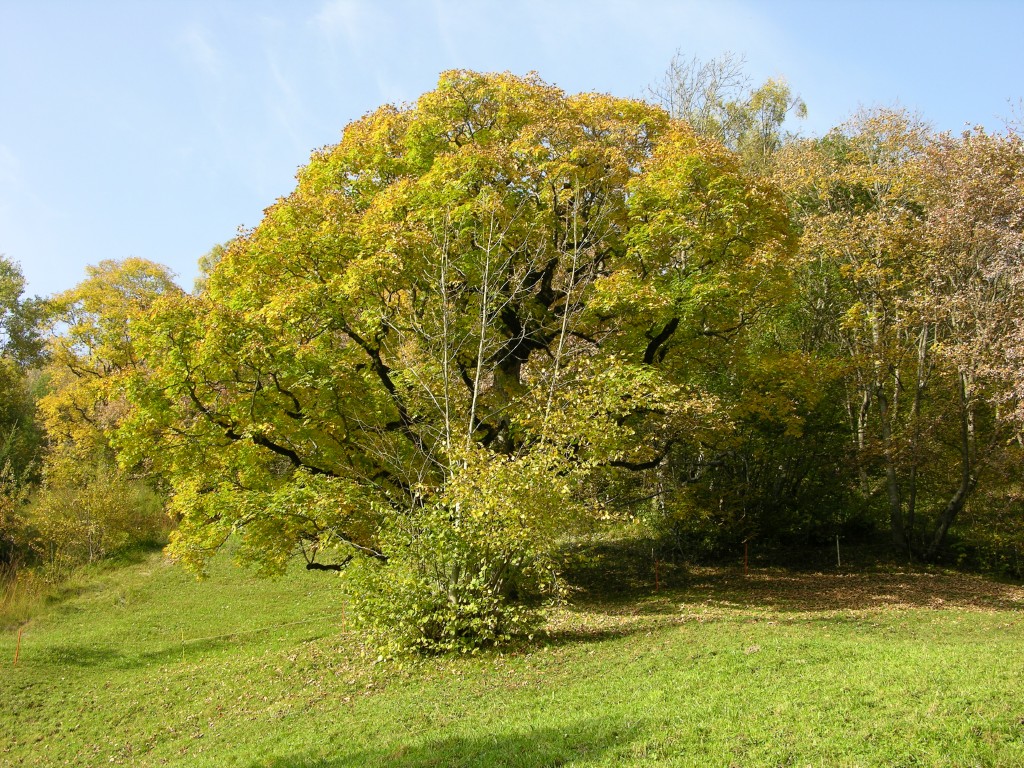 dscn0553.jpg