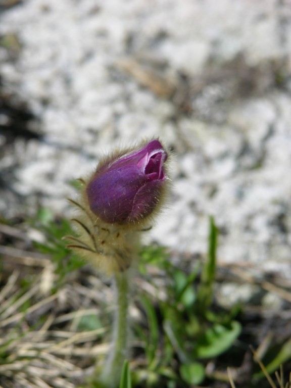 dscn0045.jpg