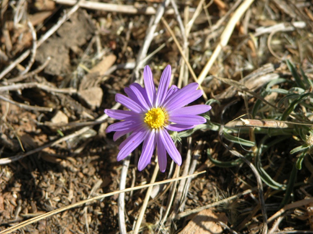 dscn2593.jpg