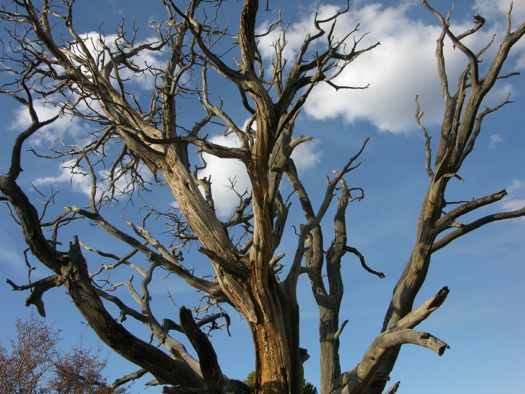 dscn2617.jpg