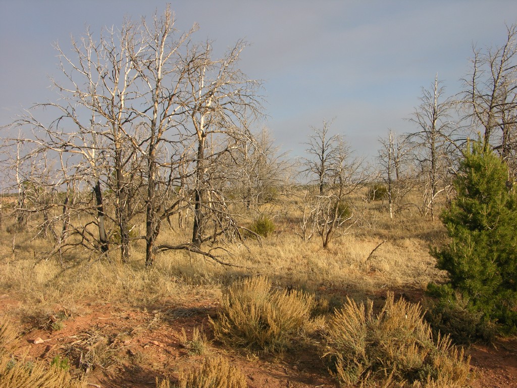 dscn2626.jpg
