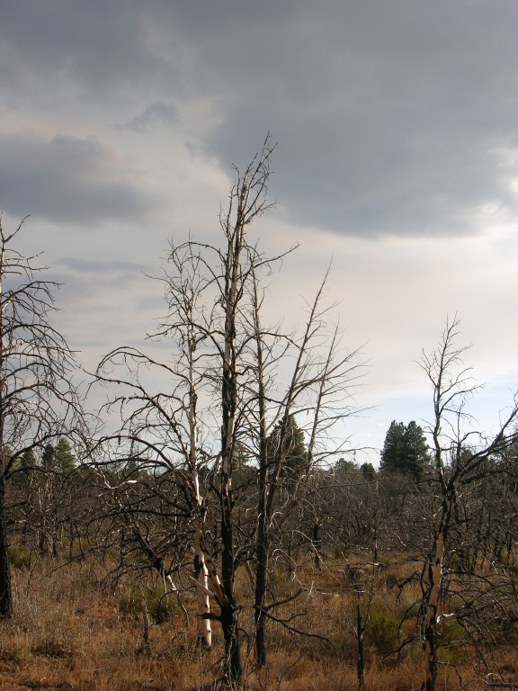 dscn2628.jpg