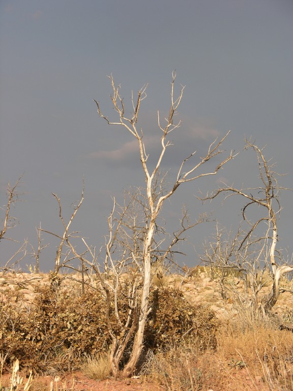 dscn2630.jpg